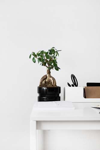 potted plant white and green leaf plant bonsai